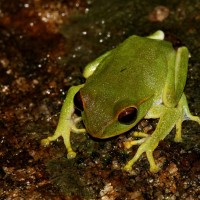 Pseudophilautus stuarti Manamendra-Arachchi & Pethiyagoda, 2005